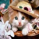Animal image