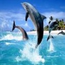 Animal image
