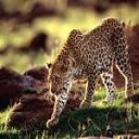 Animal image