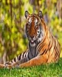 Animal image