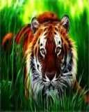 Animal image