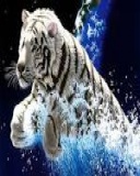 Animal image