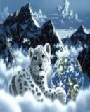 Animal image