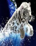 Animal image